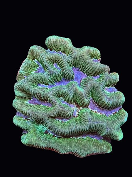 Maze Brain P141