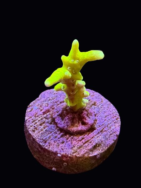 Neon Anacropora P156