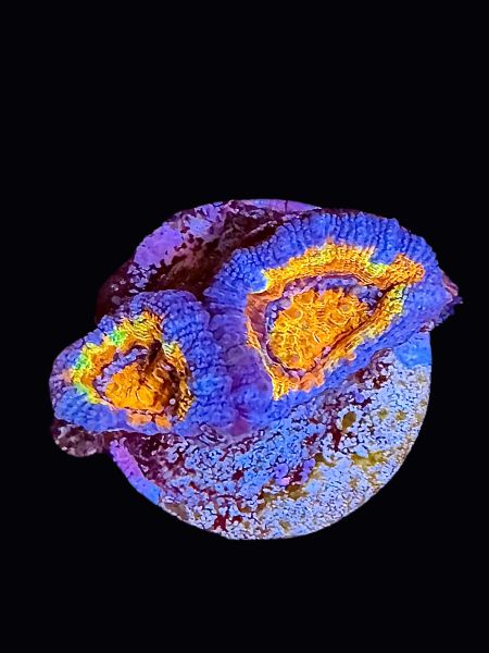 Ultra Acan P157