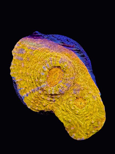 Orange ya&#39; Glad Chalice P161