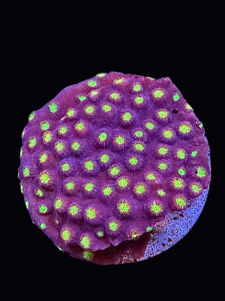 JF Bling Bling Cyphastrea P149