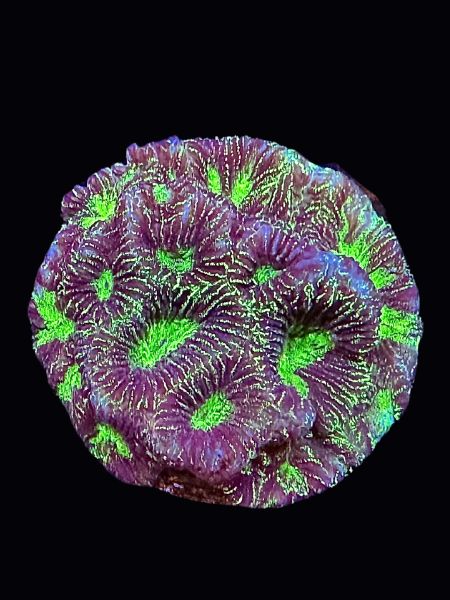 Green Favia P151