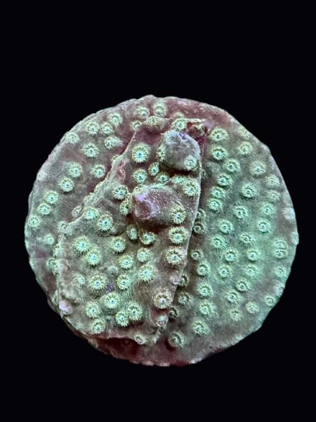 Cyphastrea P145