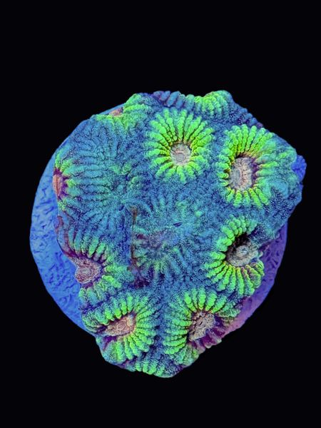 Mayan Sun Favia P160