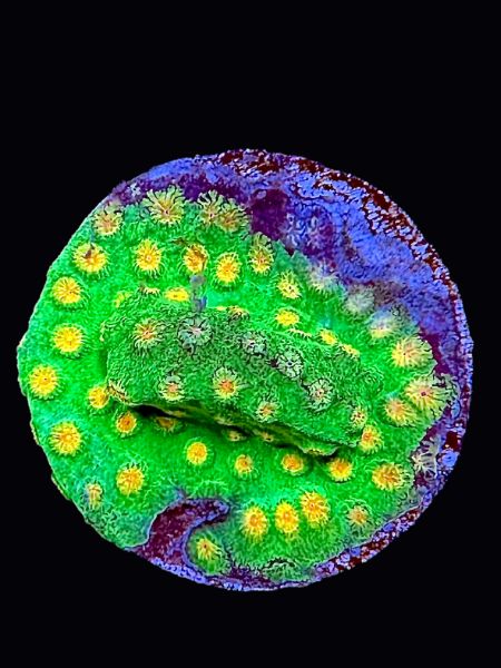Ultra Aussie Cyphastrea P99