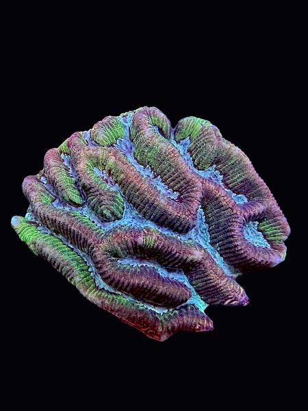 Maze Brain P133