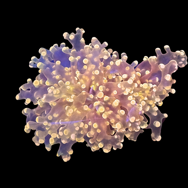 Pink Octospawn P08