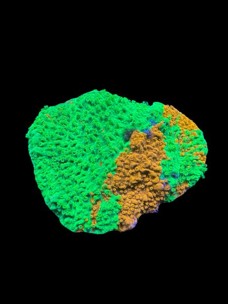 TSA Mind Meld Montipora P48