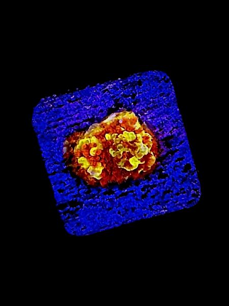 Burning Banana Stylophora P09