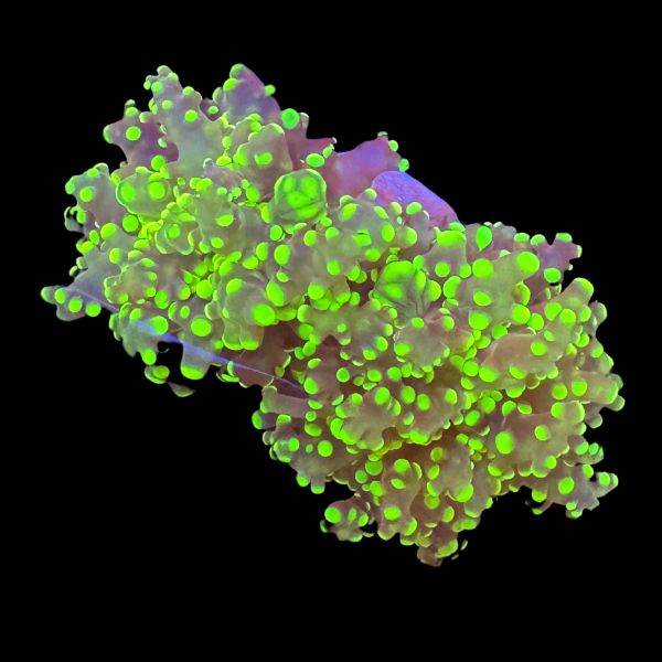 Green Tip Octospawn (2H) P99