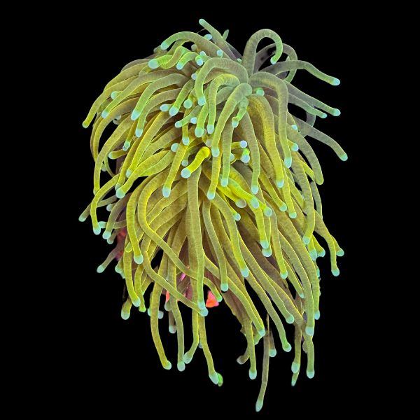 Dragon Soul Torch (2H+) P62