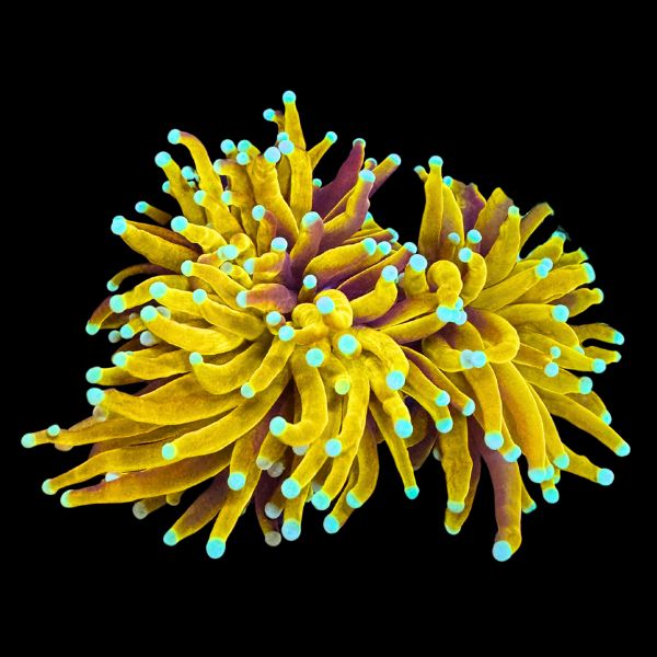 Unholy Grail Torch (2H+) P60