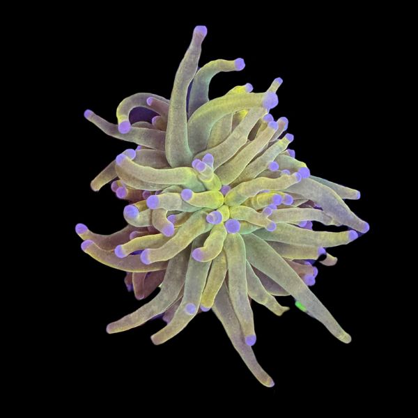 Holy Grail Torch P70