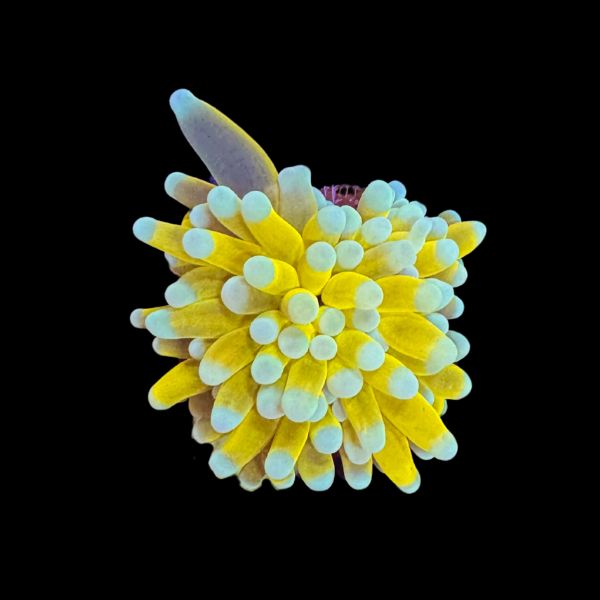 Tiger Banana Torch P50