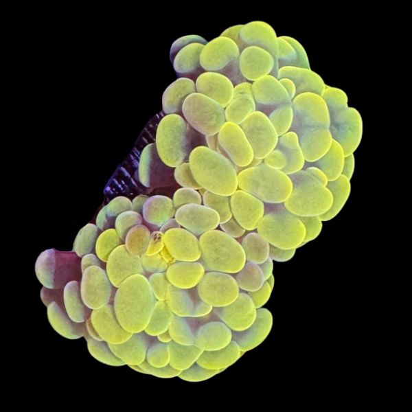 Rainbow Hammer (2H) P74