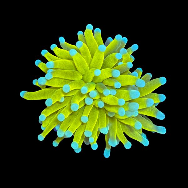 Tiger Banana Torch P48