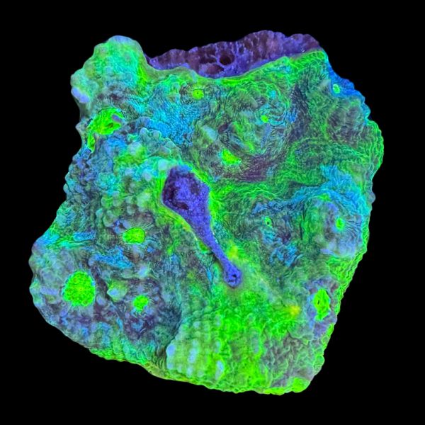 Sour Warhead Chalice P07