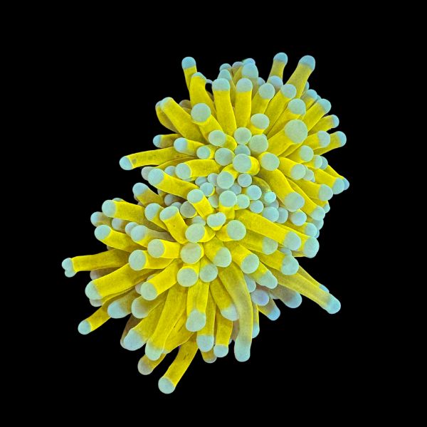 Tiger Banana Torch (2H) P49