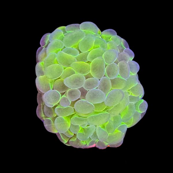 Hologram Hammer (2H) P78