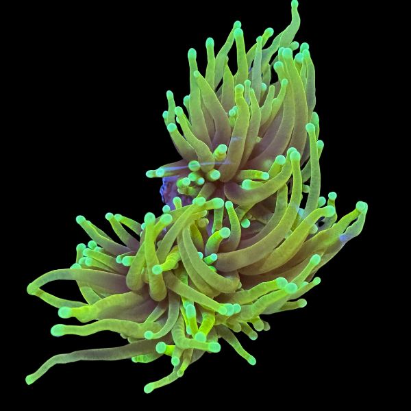 Dragon Soul Torch (2H+) P42