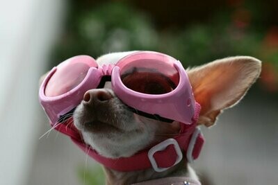 Fashion
