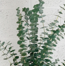 Eucalyptus Spearmint (cologne)