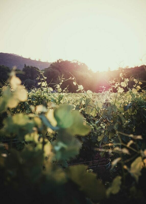 PROVENCE