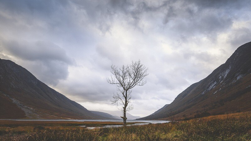 SCOTTISH TREE
