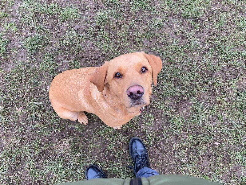 Obedience Class x 6
Saturday 3pm 
***NO CLASS 27th JANUARY***