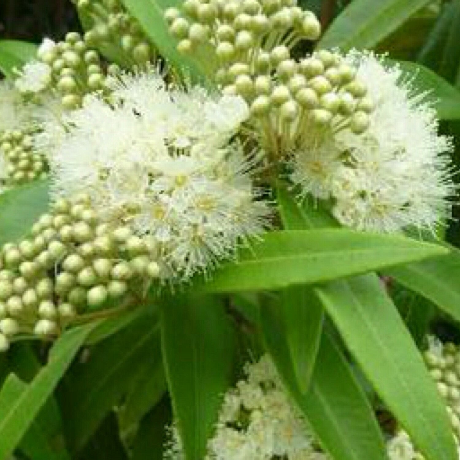 Lemon Myrtle Tea Wholesale 