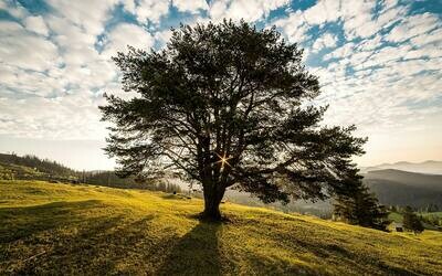 If trees could talk