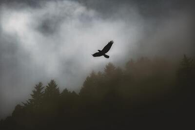 Freedom