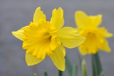 Easter