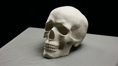 Skull Sculpture (international)