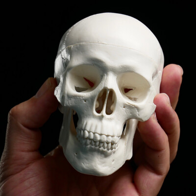 Plastic Skull Reference