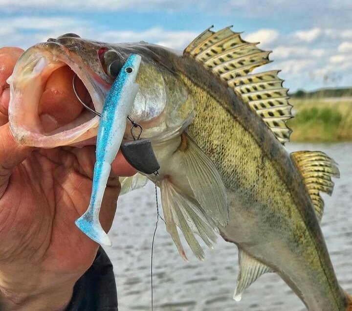 Māneklis GIANT PIG SHAD 26CM, 130GR