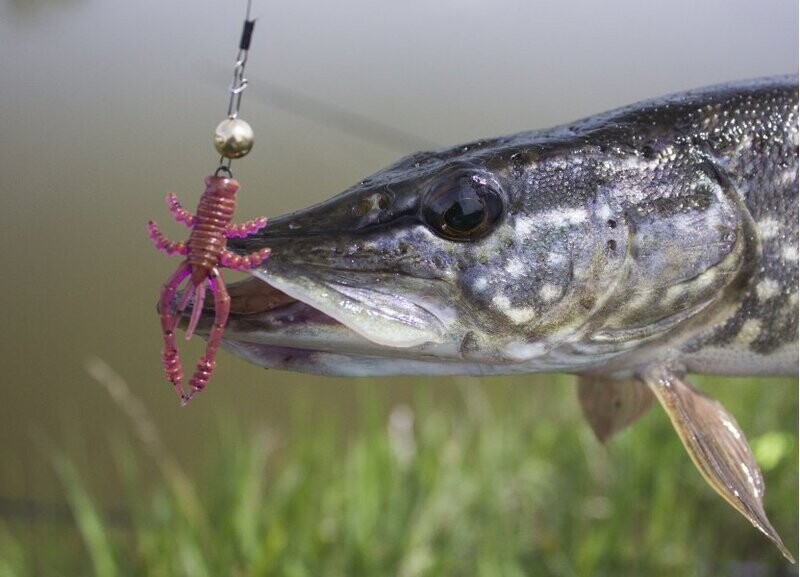 Silikona māneklis Crazy Fish Crayfish 1.8