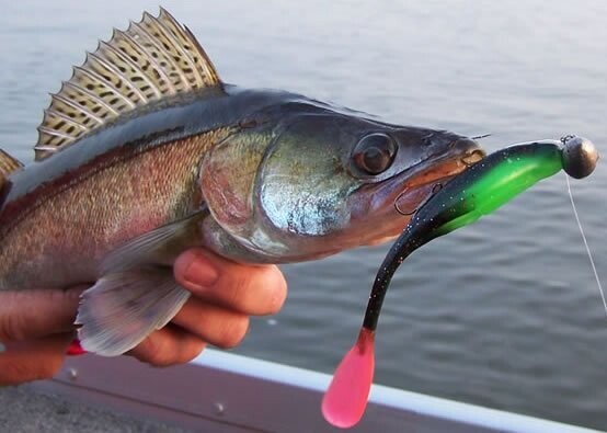 Māneklis Gambler Flap"N Shad 6" (1gab)