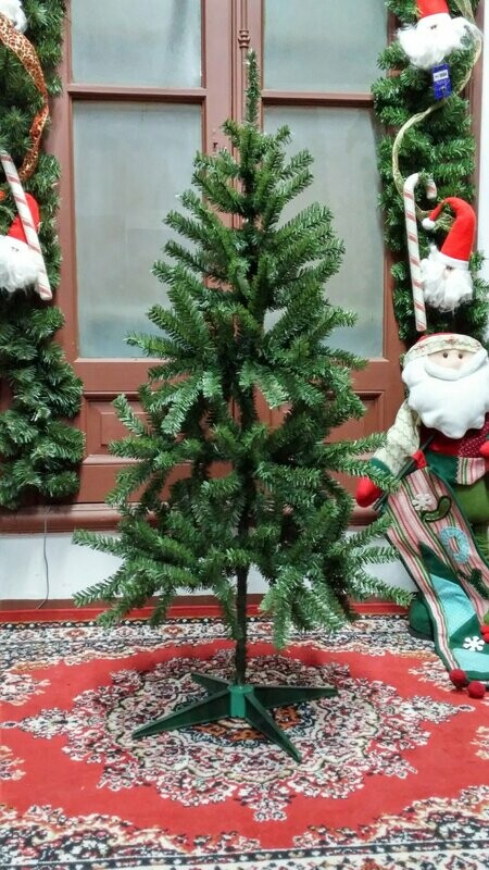 arbusto eucaria 2