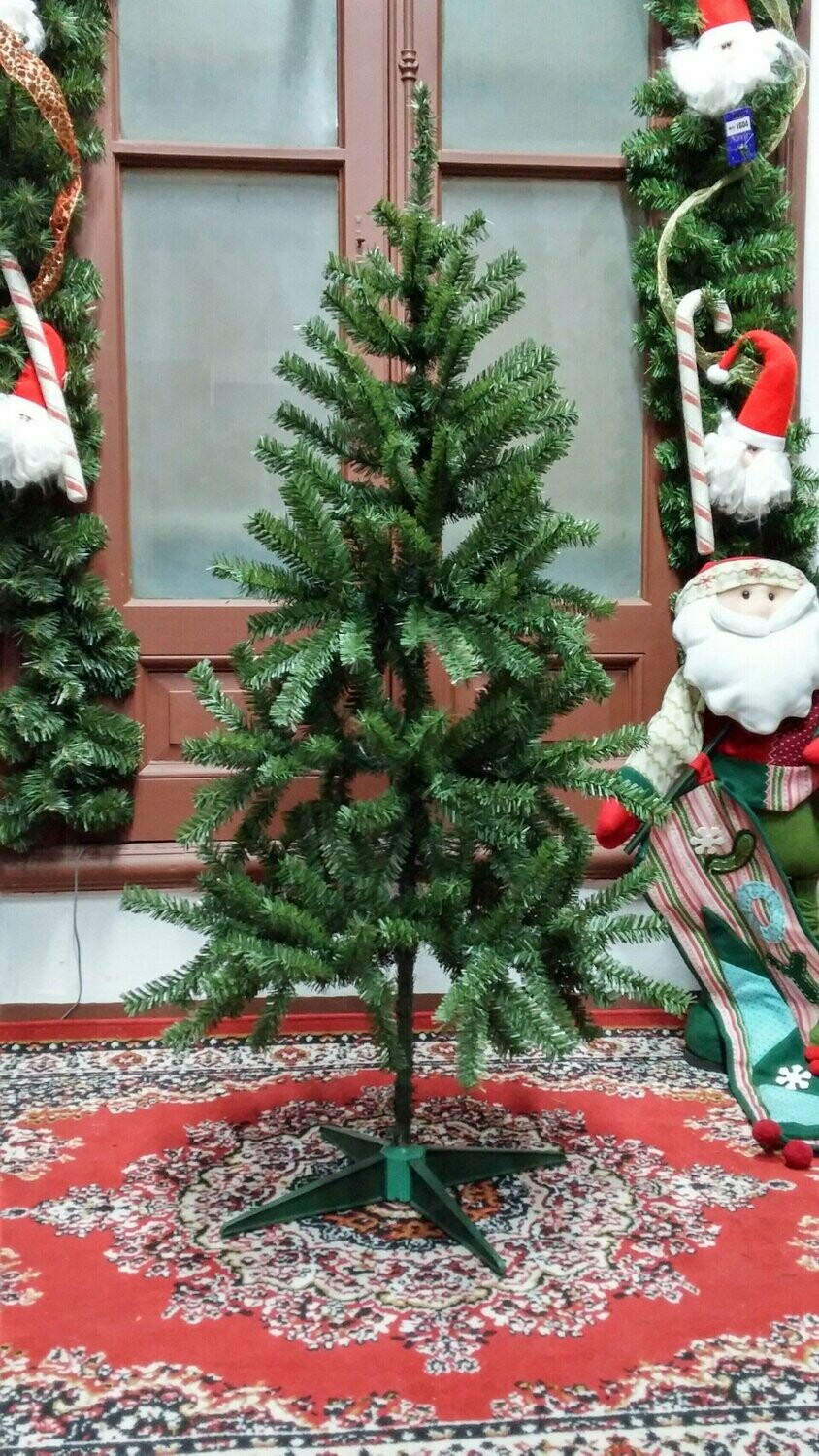 arbusto eucaria