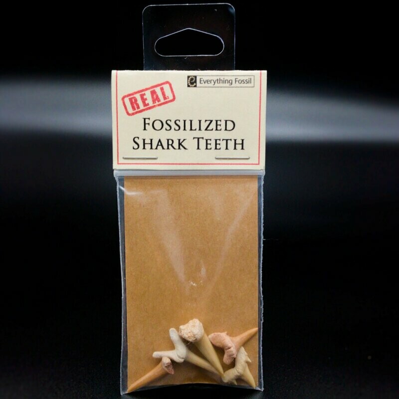 Real Fossilized Shark Teeth