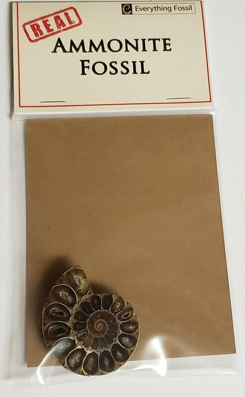 Real Ammonite Fossil-Sliced