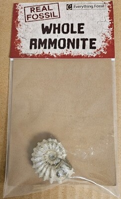 Real Ammonite Fossil-Whole