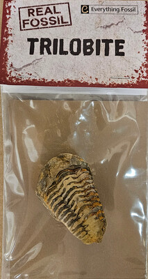 Real Trilobite Fossil
