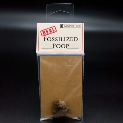 Real Fossilized Poop