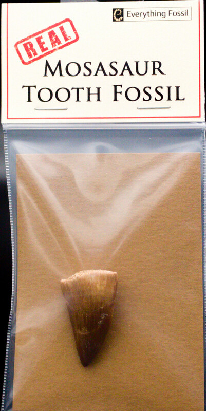 Real Mosasaur Tooth Fossil