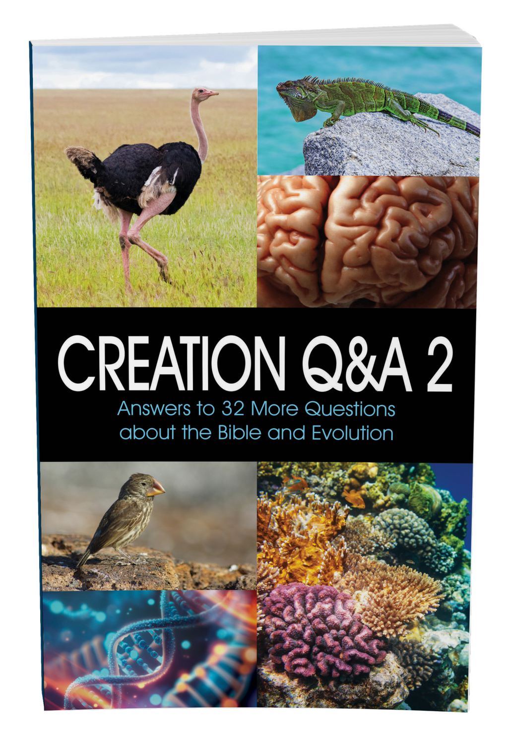 Creation Q&A 2