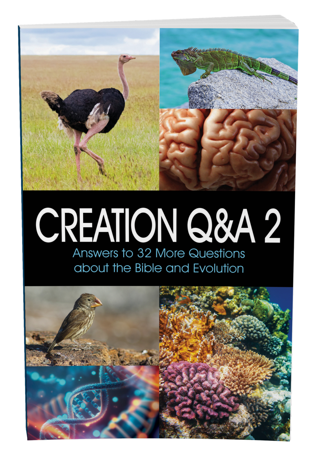 Creation Q&A 2 Creation Q&A 2