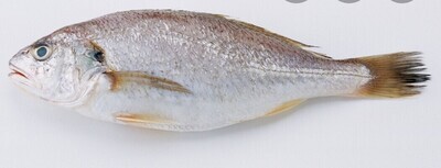 Croaker Fish 5.0lb