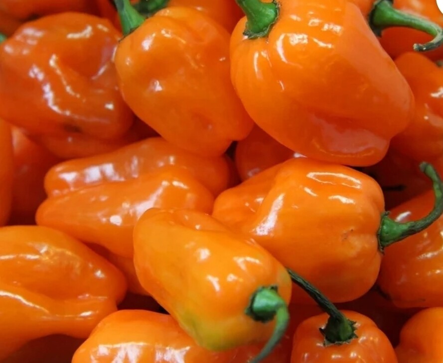 Habanero Peppers 1lb